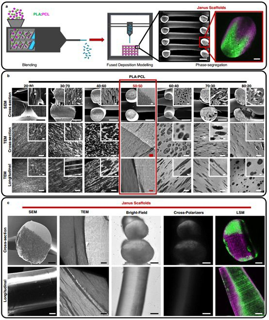 3D打印可被超声激振的生物支架加速骨再生